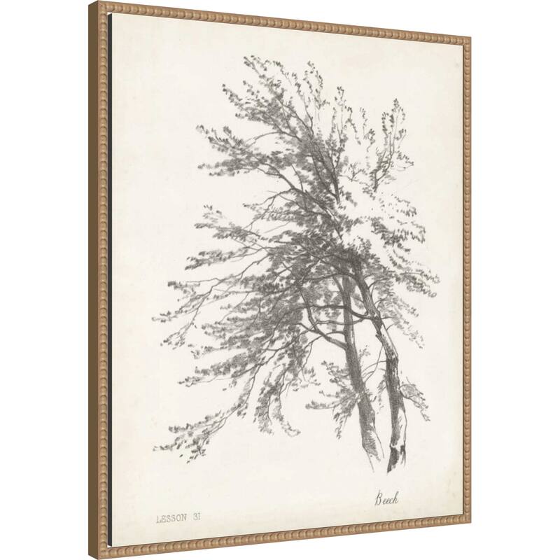 Beech Tree Study (23 x 28 in.), Framed Canvas Wall Art Print