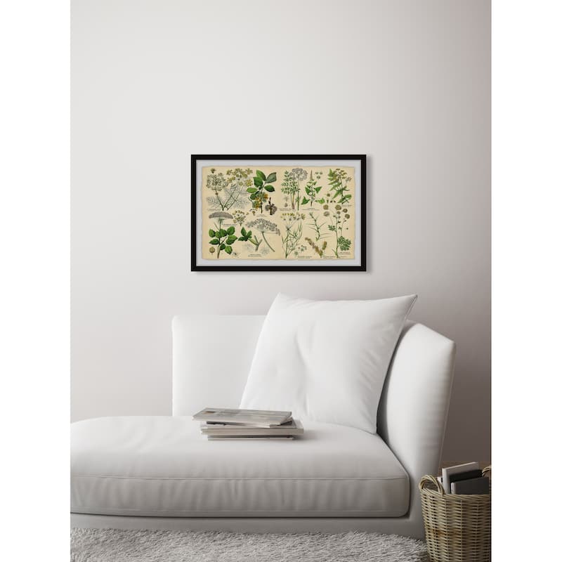 Selinum Carvifolia Framed Print