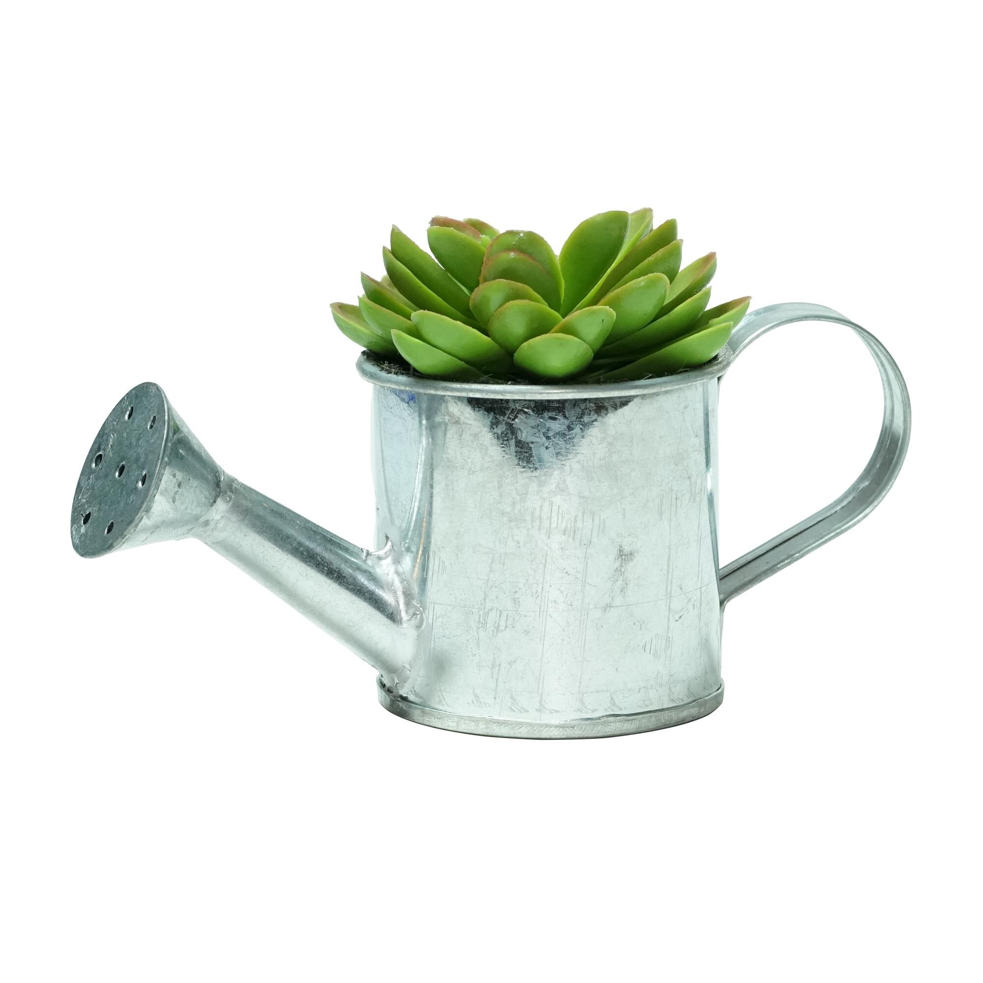 Mini Watering Can For Succulents These watering cans are so pretty