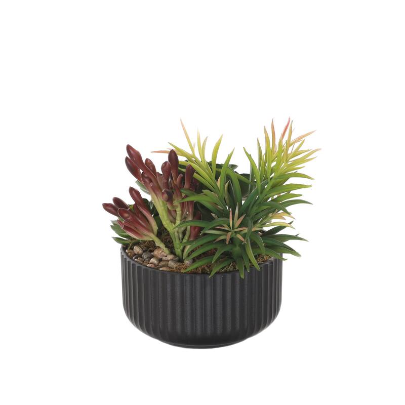 Succulents Arrangement with rocks in Black Pot - Green,brown