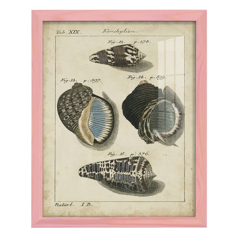 Vintage Shell Study III -Framed Print w/glass-Cherry Red