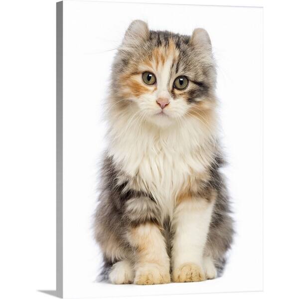 Shop American Curl Kitten Sitting Canvas Wall Art On Sale