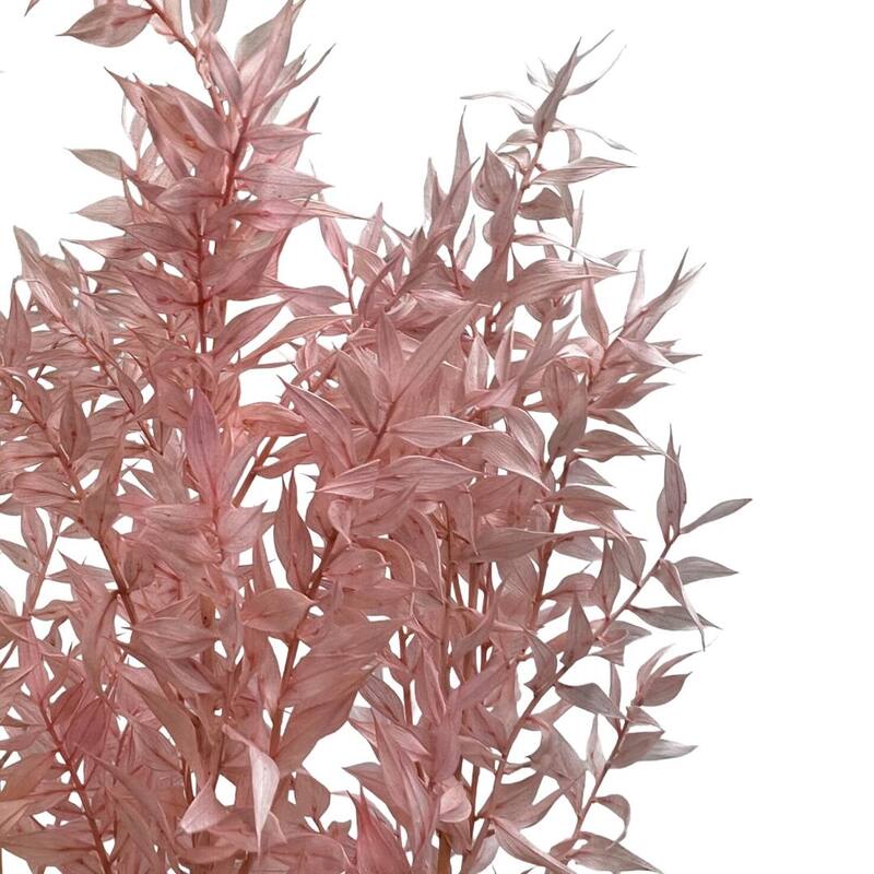 Bundle of 4 Preserved Ruscus,22-24" long - 22-24 inch
