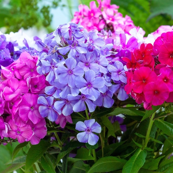 Multicolor Double Phlox Flowers - 3, 6 or 12 Bare Roots - Attracts