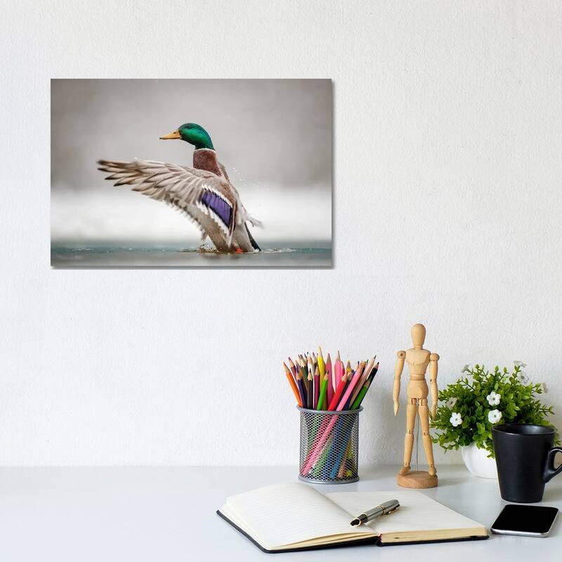 iCanvas "Male Mallard" by Mateusz Piesiak Canvas Print - 8x12x0.75