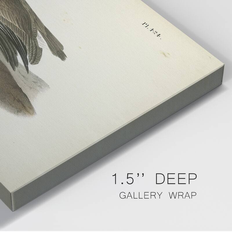 Audubons Brown Pelican Premium Gallery Wrapped Canvas - Ready to Hang