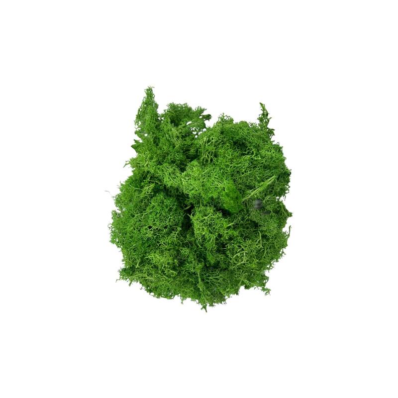 Preserved Reindeer Moss in Multiple Colors