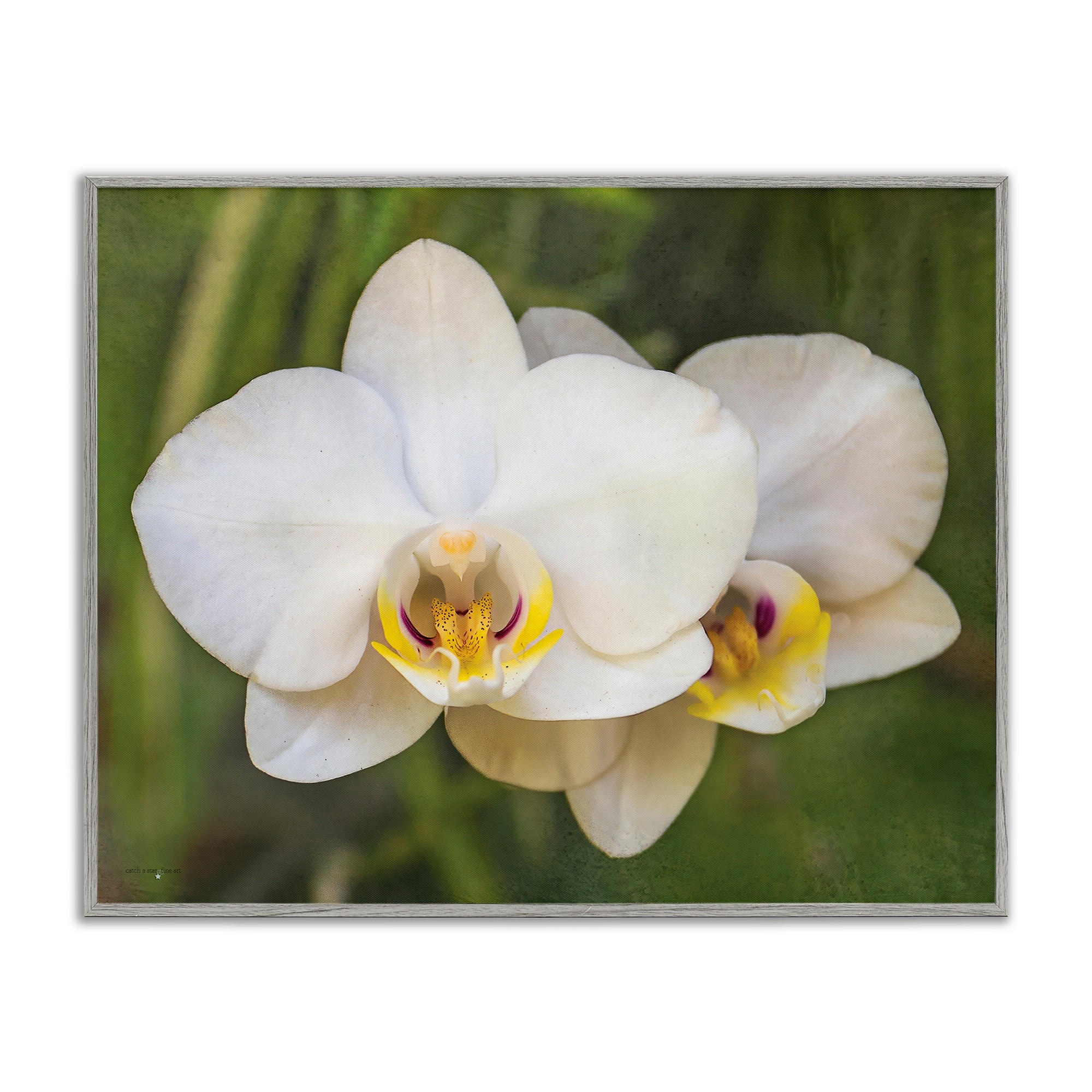 Stupell Orchid Blossom Glow Framed Giclee Art Design By Seven Trees Design