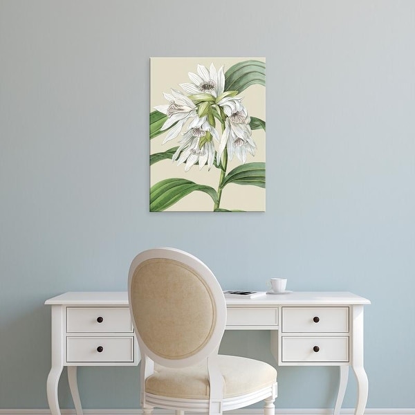 Easy Art Prints Vision Studio's 'Small Orchid Blooms III' Premium Canvas Art