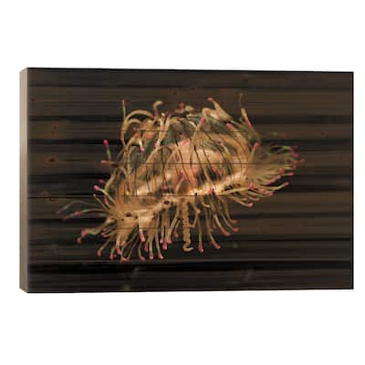 Flower Hat Jelly, Native To Brazil, Argentina And Japan Print On Wood by Hiroya Minakuchi - Multi-Color