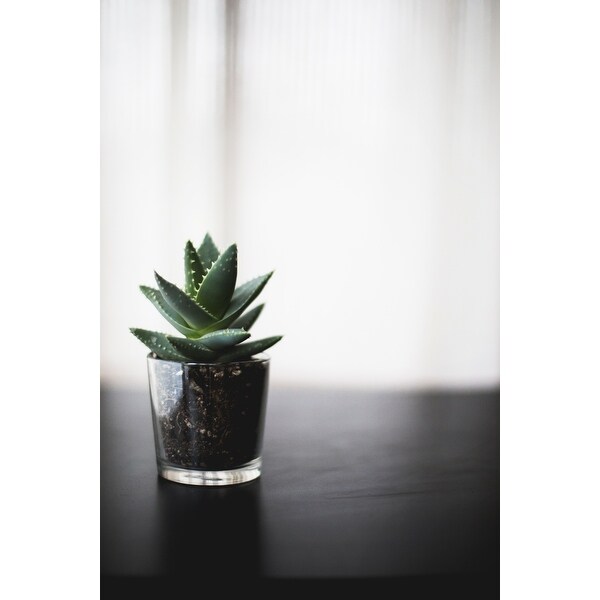 Plant Minimal Soil Photograph Art Print Wall Artwork Decor