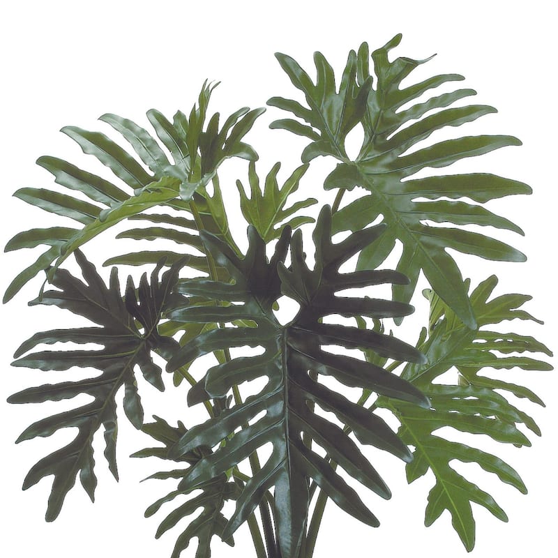 Philodendron Plant - Green