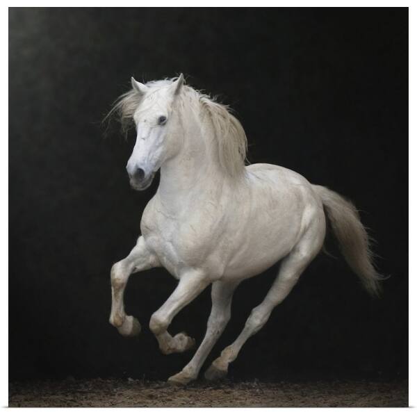 White Horse Galloping Poster Print Overstock