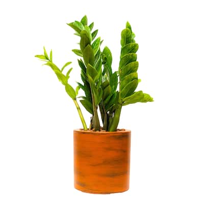 CATLEZA Terracotta Cyclinder Planter Pot 8 x 8 inches for Plants, Herb, Succulents, Flowers