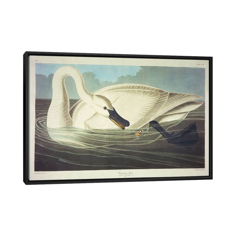 iCanvas "Trumpeter Swan " by John James Audubon Framed Canvas Print