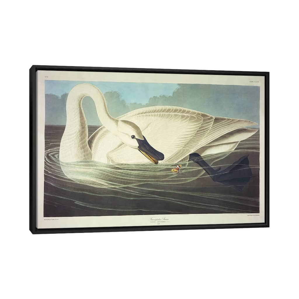 iCanvas "Trumpeter Swan " by John James Audubon Framed Canvas Print