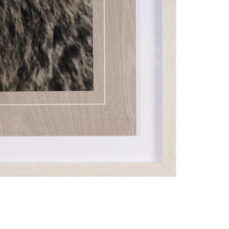 Bear Focus - Hush Framed Art Print