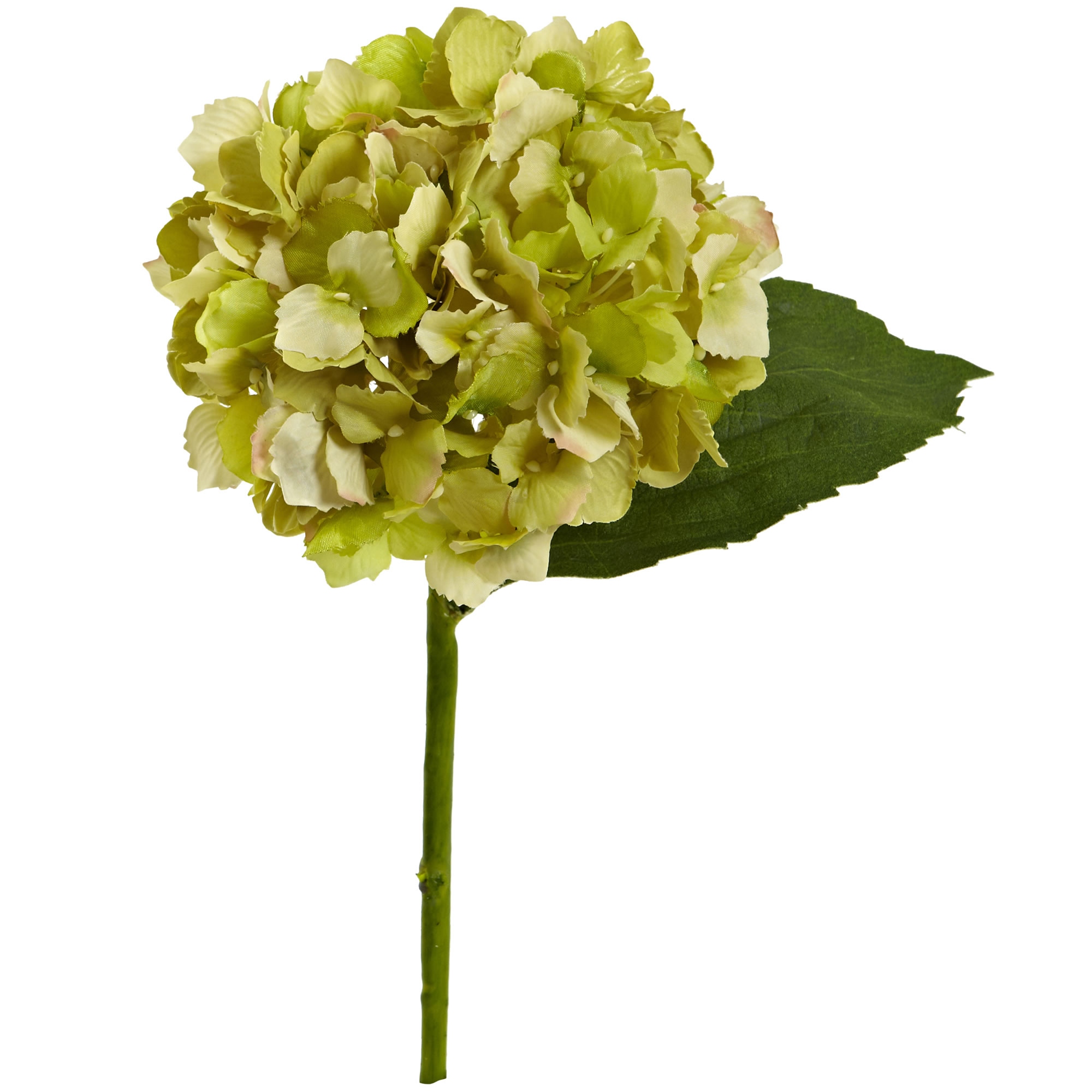 Hydrangea4937　1202 Lowe's Multicolor Bloomstruck Reblooming Hydrangea Flowering