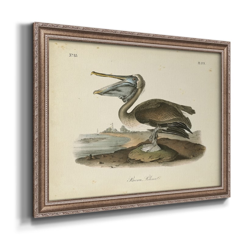 Audubons Brown Pelican Premium Framed Canvas- Ready to Hang
