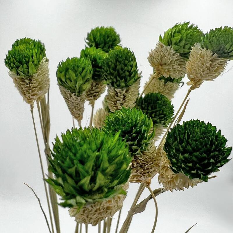 Bundle of 4 Dried Gomphrena Globosa, 22-24" long ,16 pcs/bunch - 22-24 inch