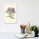 preview thumbnail 4 of 3, iCanvas "Michaelmas Daisy (Illustration From Familiar Garden Flowers, 1st Series)" by Frederick Edward Hulme Canvas Print 12x8x0.75