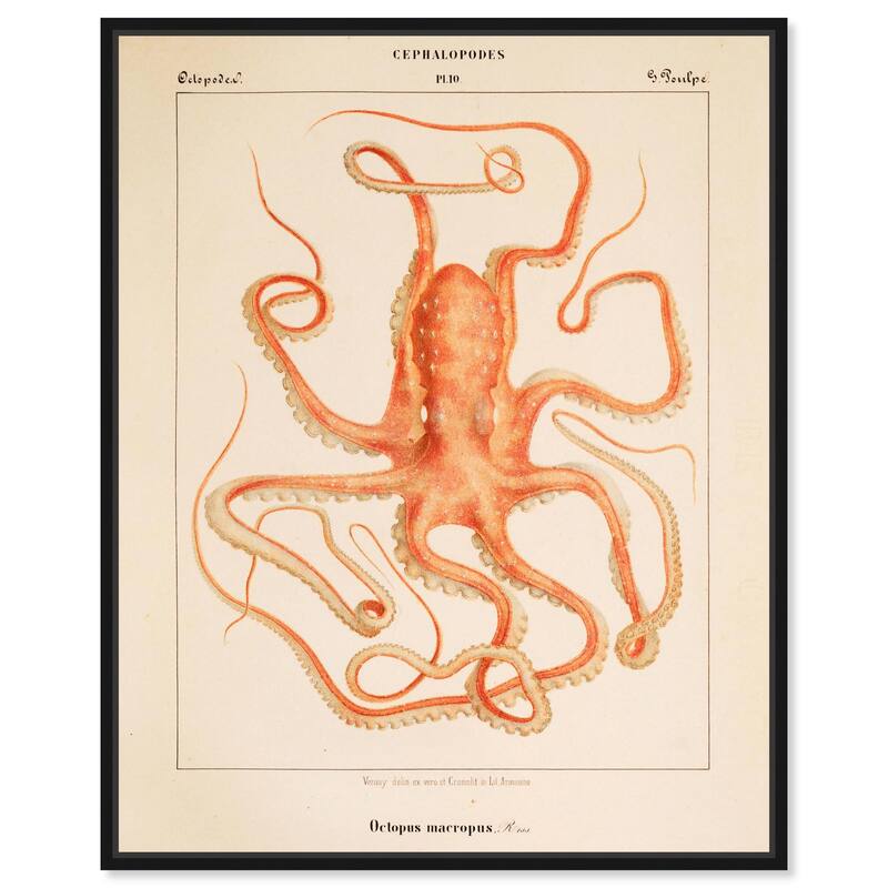 Verany The Octopus 1815 I Canvas by Art Remedy - 36" x 45" - Black