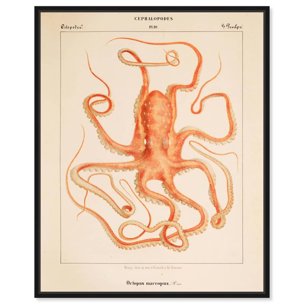 Verany The Octopus 1815 I Canvas by Art Remedy