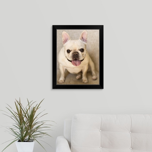 "French bulldog" Black Framed Print
