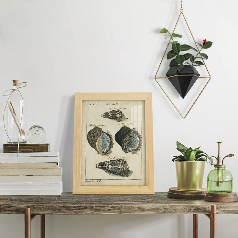Vintage Shell Study III -Framed Print w/glass-Cherry Red