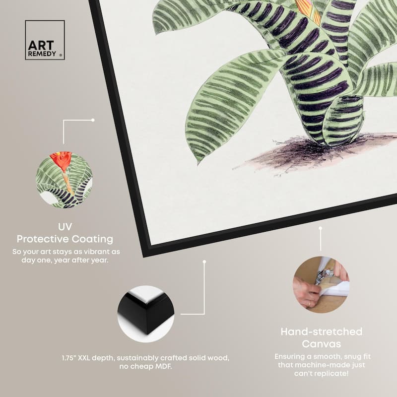 Tillandsia Musaica Plant Canvas by Art Remedy