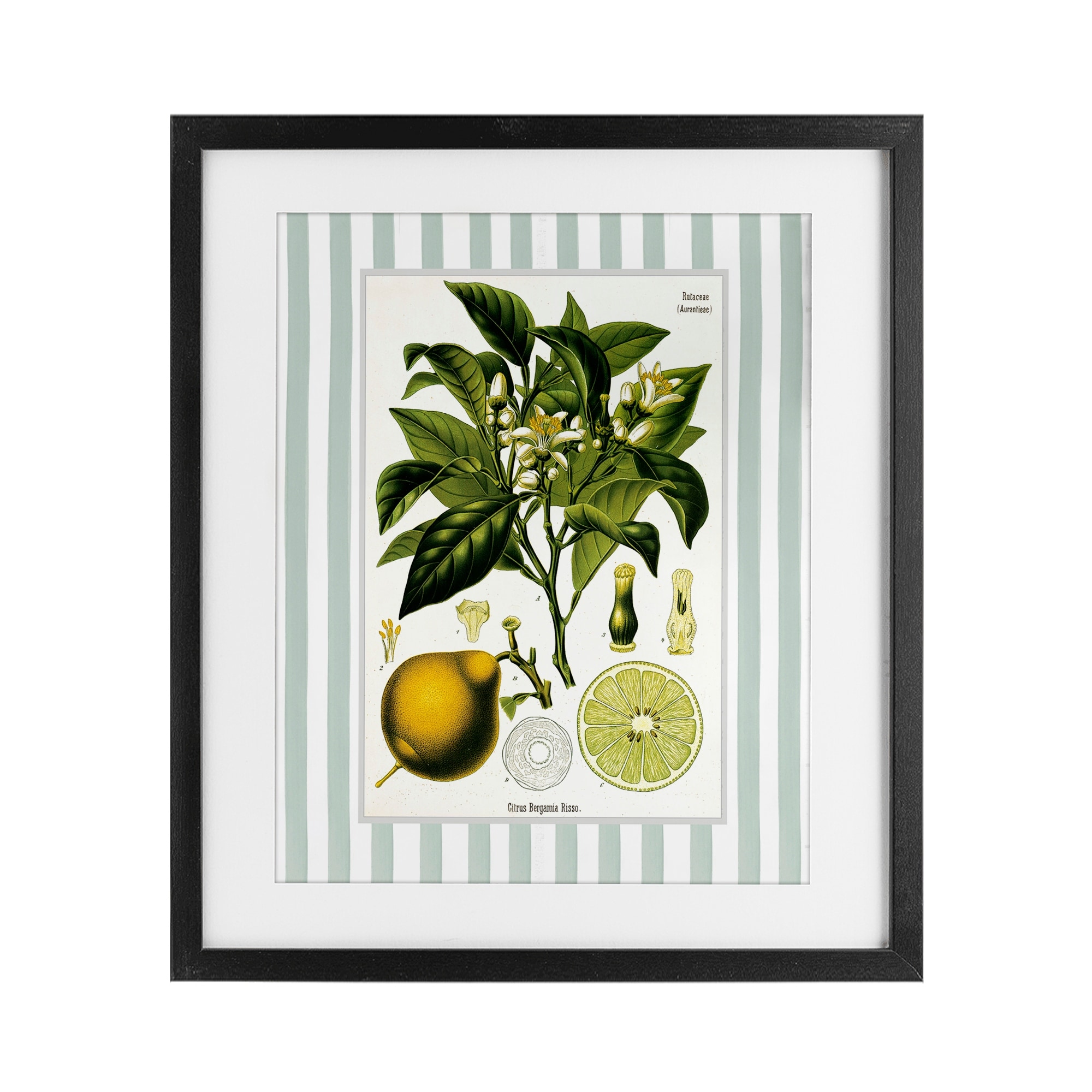 Lemon Plant Green Stripes Lettered and Lined