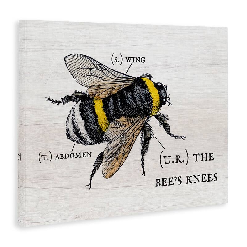 Stupell Anatomy of Honey Bee Pun Charming Bee's Knees Canvas Wall Art