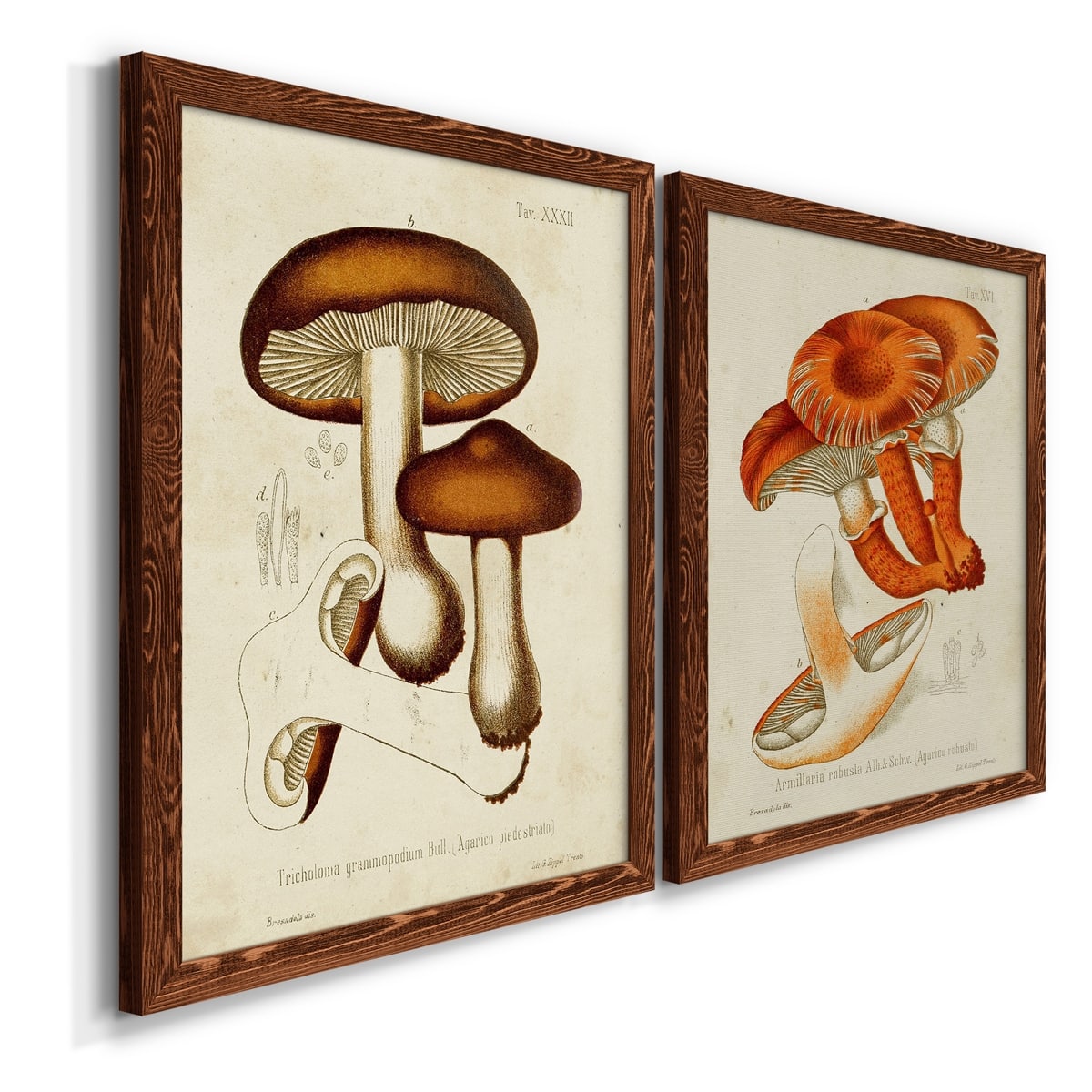 Mushroom Varieties VI Premium Framed Canvas - Ready to Hang - Multi ...