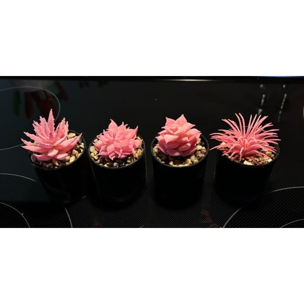 succulent potting soil recipe Organic Succulent and Cactus Soil Mix