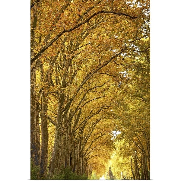 "Lane of plane trees." Poster Print