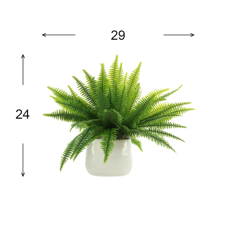 Boston Fern Arranged in Ceramic Pot - Green