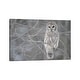 preview thumbnail 2 of 2, iCanvas "Barred Owl on Branches" by Unknown Artist Canvas Print