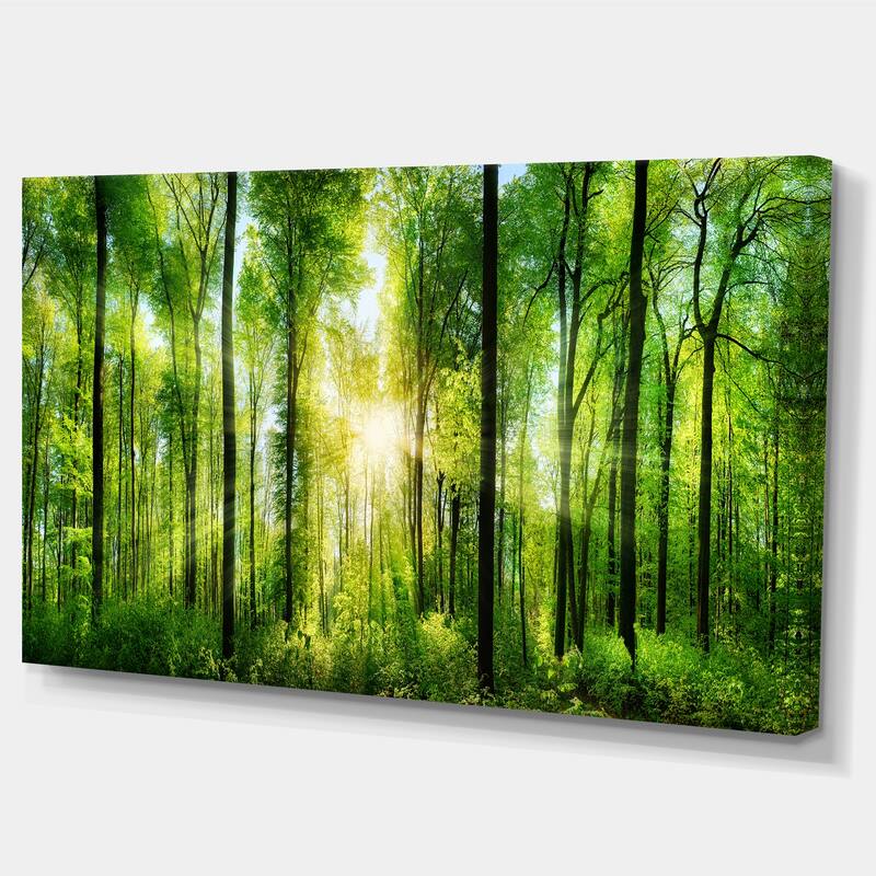 Designart "Forest with Rays of Sun Panorama" Landscape Canvas Print