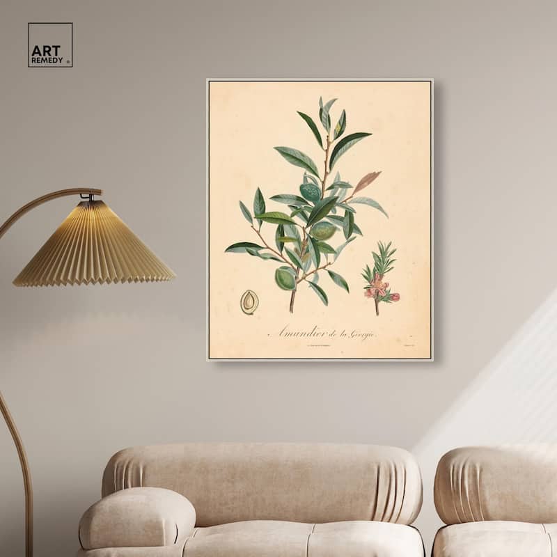 Almond of Georgia I Canvas by Art Remedy