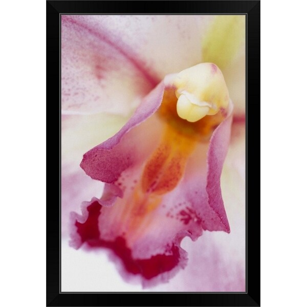 "Cymbidium Valley Splash 'Awesome' orchid" Black Framed Print