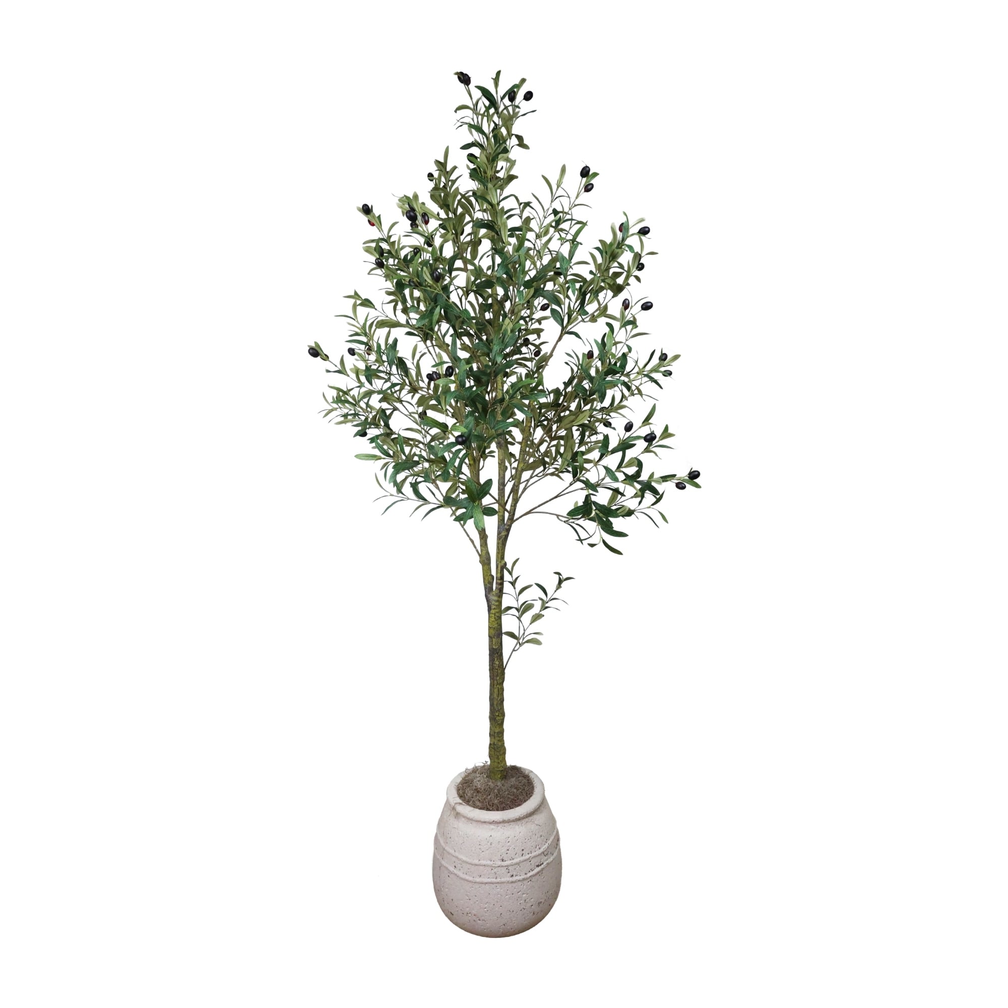 Olive Tree in Stone Planter