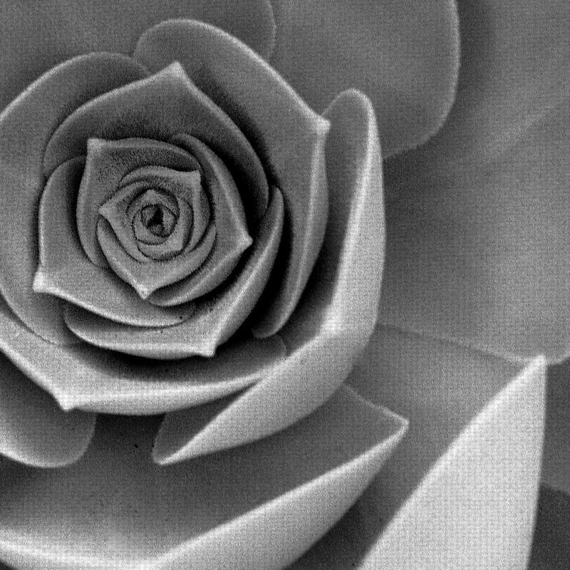 Floral #22 by Alan Blaustein Canvas Art Print
