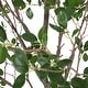 preview thumbnail 15 of 19, Gerald Artificial Leaf Tree by Christopher Knight Home