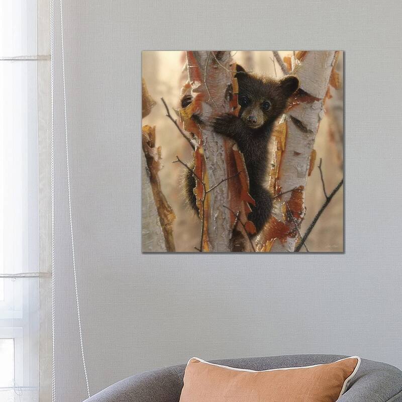 iCanvas "Curious Black Bear Cub II, Square" by Collin Bogle Canvas Print - 26x26x1.5