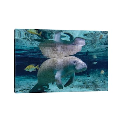 iCanvas "Florida Manatee" by Eric Fisher Canvas Print