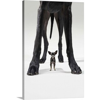 Shop Chihuahua Standing Beneath Great Dane Canvas Wall Art