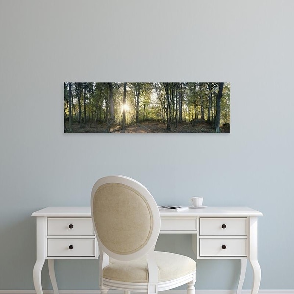 Easy Art Prints Panoramic Images's 'Trees in a forest, Black Forest, Freiburg im Breisgau, Baden