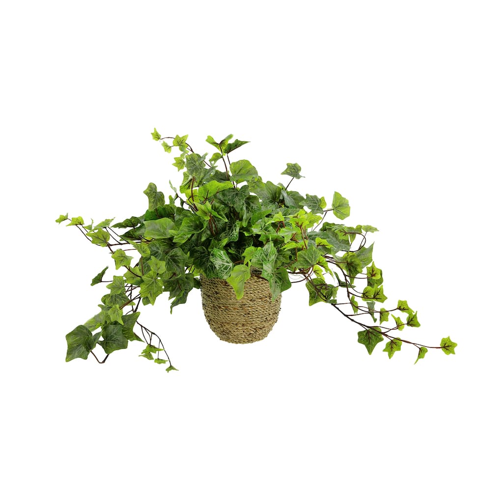 Ivy Arrangement in Rope Pot - Green