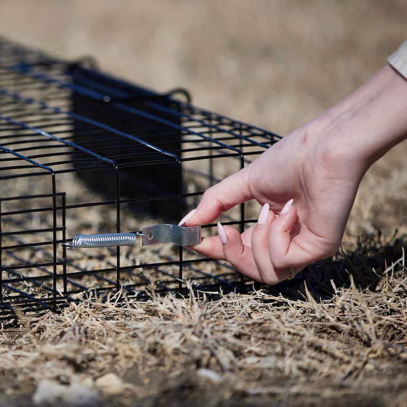 Rugged Ranch SQRTO Squirrelinator Trap CatchMor Live Animal 2 Door Metal Cage - 24.5 x 24.5 x 5 inches