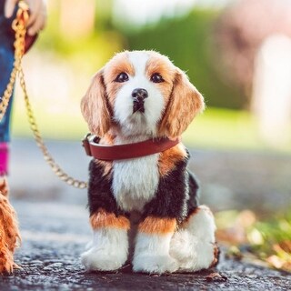 puppy dog doll